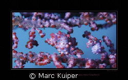 2 pygmy seahorses in lembeh strait. by Marc Kuiper 
